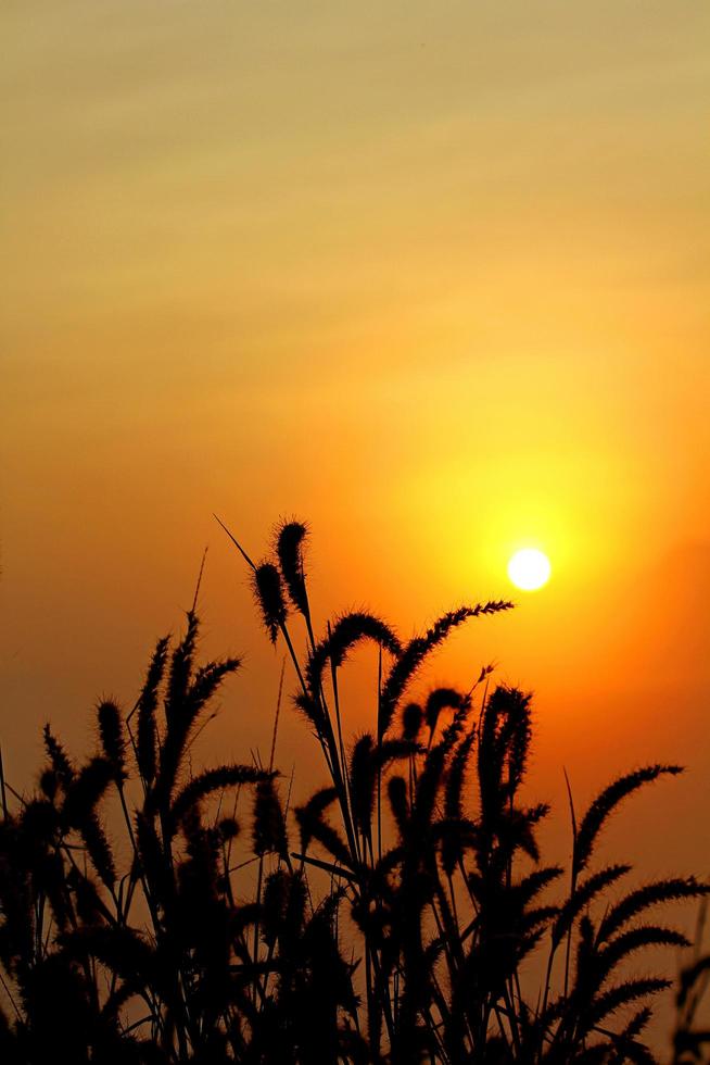 silhouette di prato o erba fiorita con cielo giallo e alba al mattino con copia spazio sopra. bellezza nella natura foto