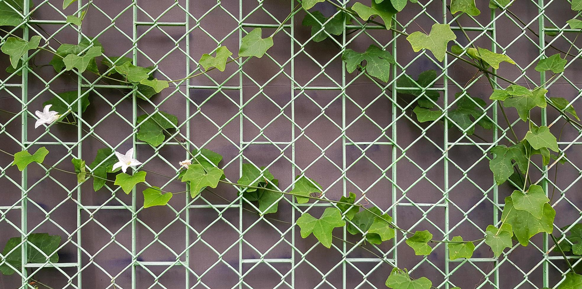vite di zucca verde o crescita di piante rampicanti sulla recinzione inossidabile con sfondo a parete. albero cresce sul modello di linea d'acciaio. foto