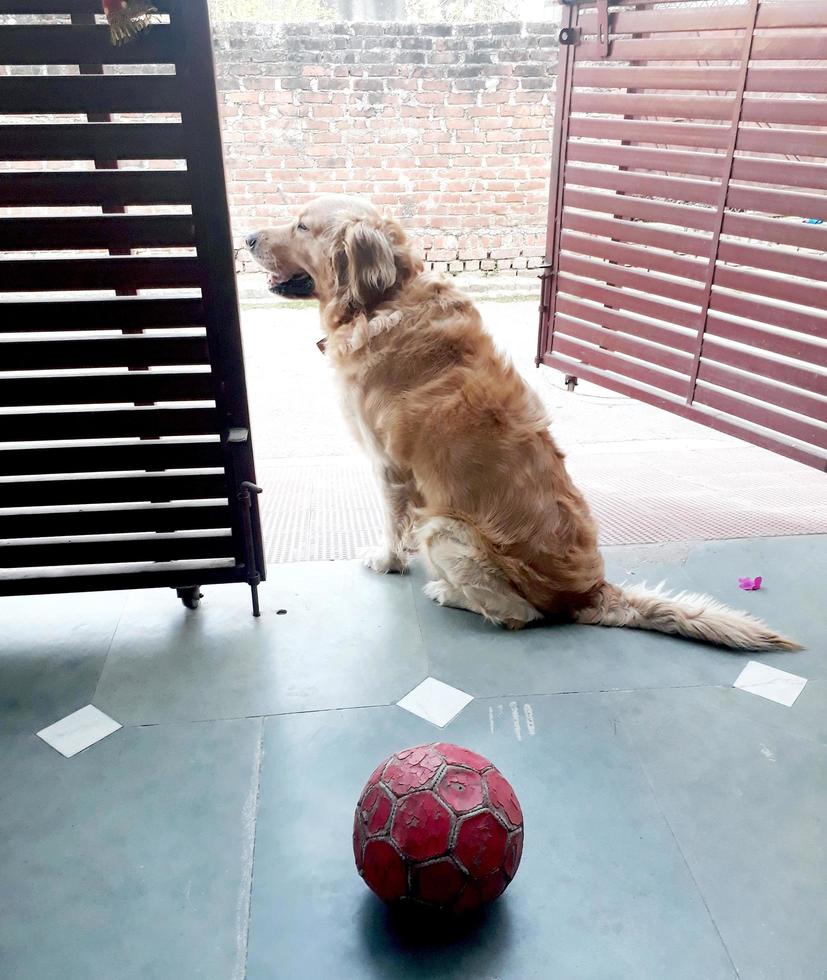 bellissimo cane golden retriever fotografato a casa foto