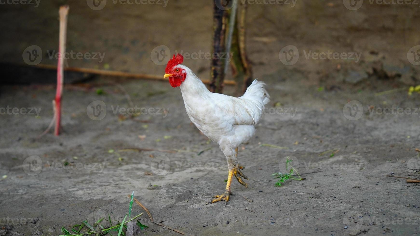 galline da ruspante. foto