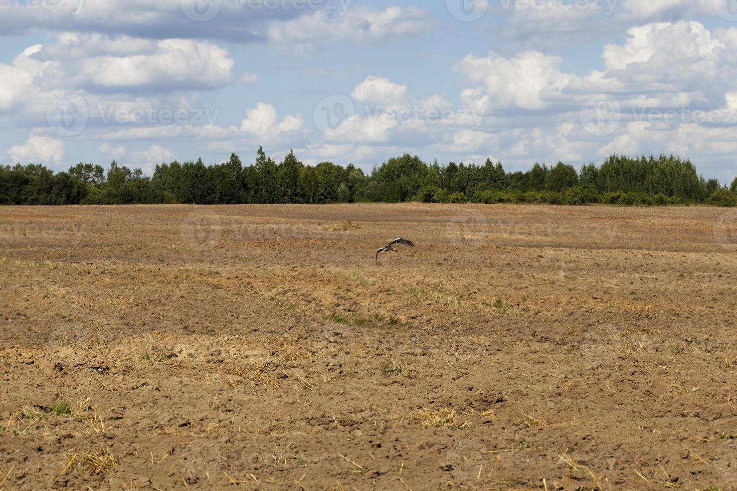 cicogna del terreno arato. foto