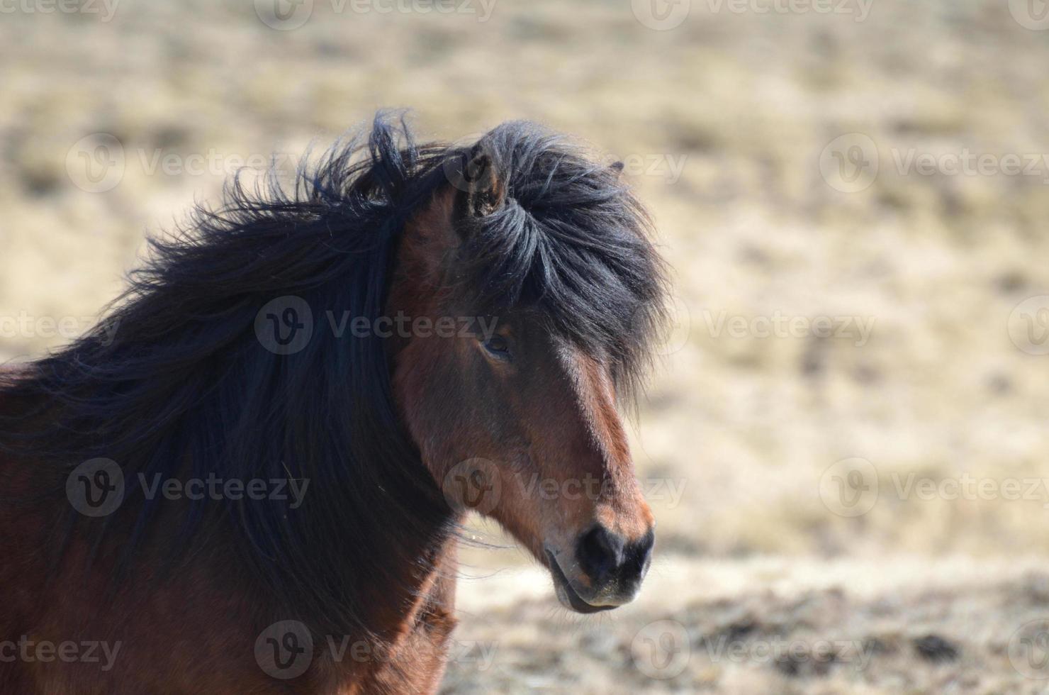 bel viso di un cavallo islandese bay foto
