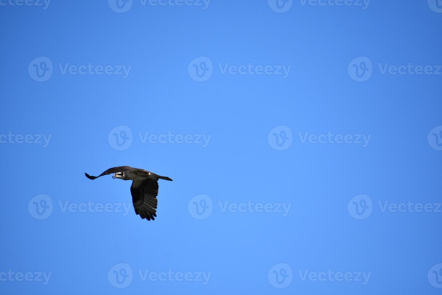 ali che sbattono su un falco pescatore volante foto