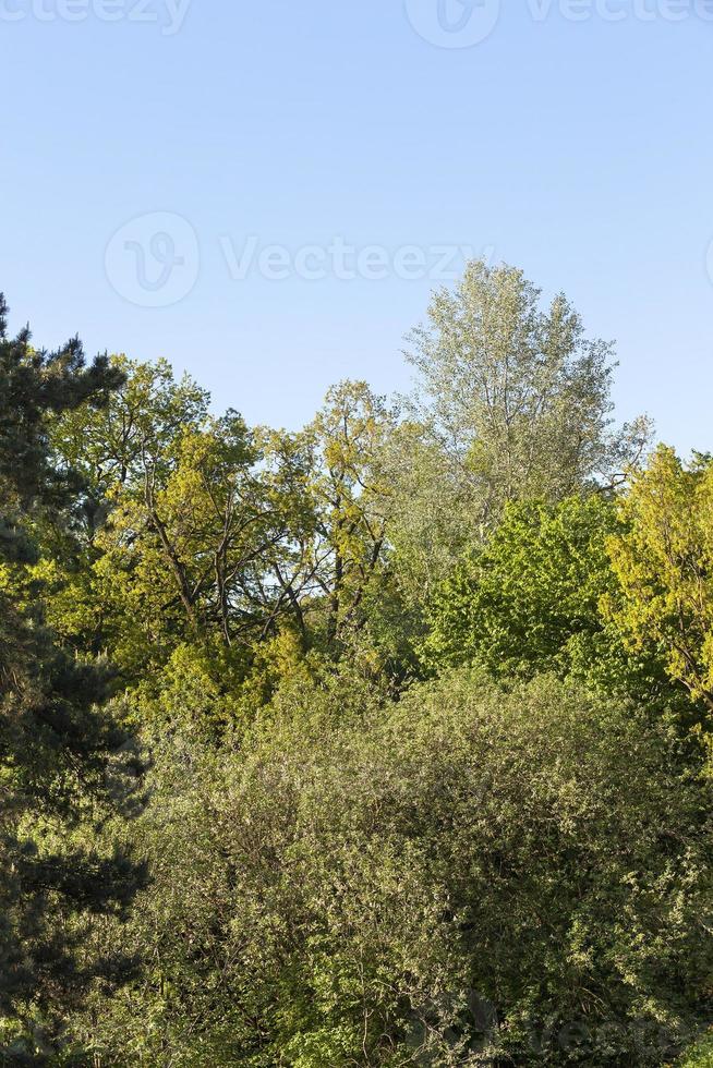 foresta nella stagione primaverile foto