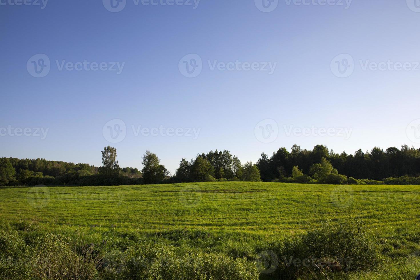 erba verde, foresta e campo foto