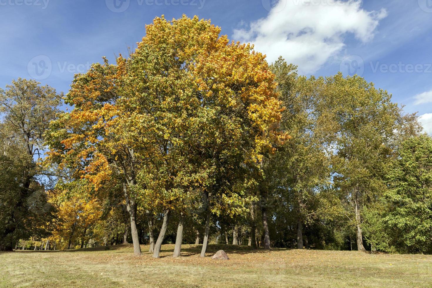 fogliame di acero giallo foto