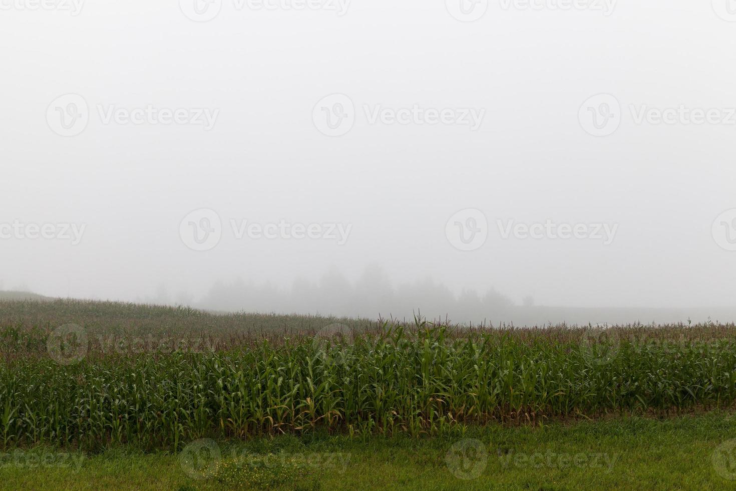 paesaggio di nebbia in un campo foto
