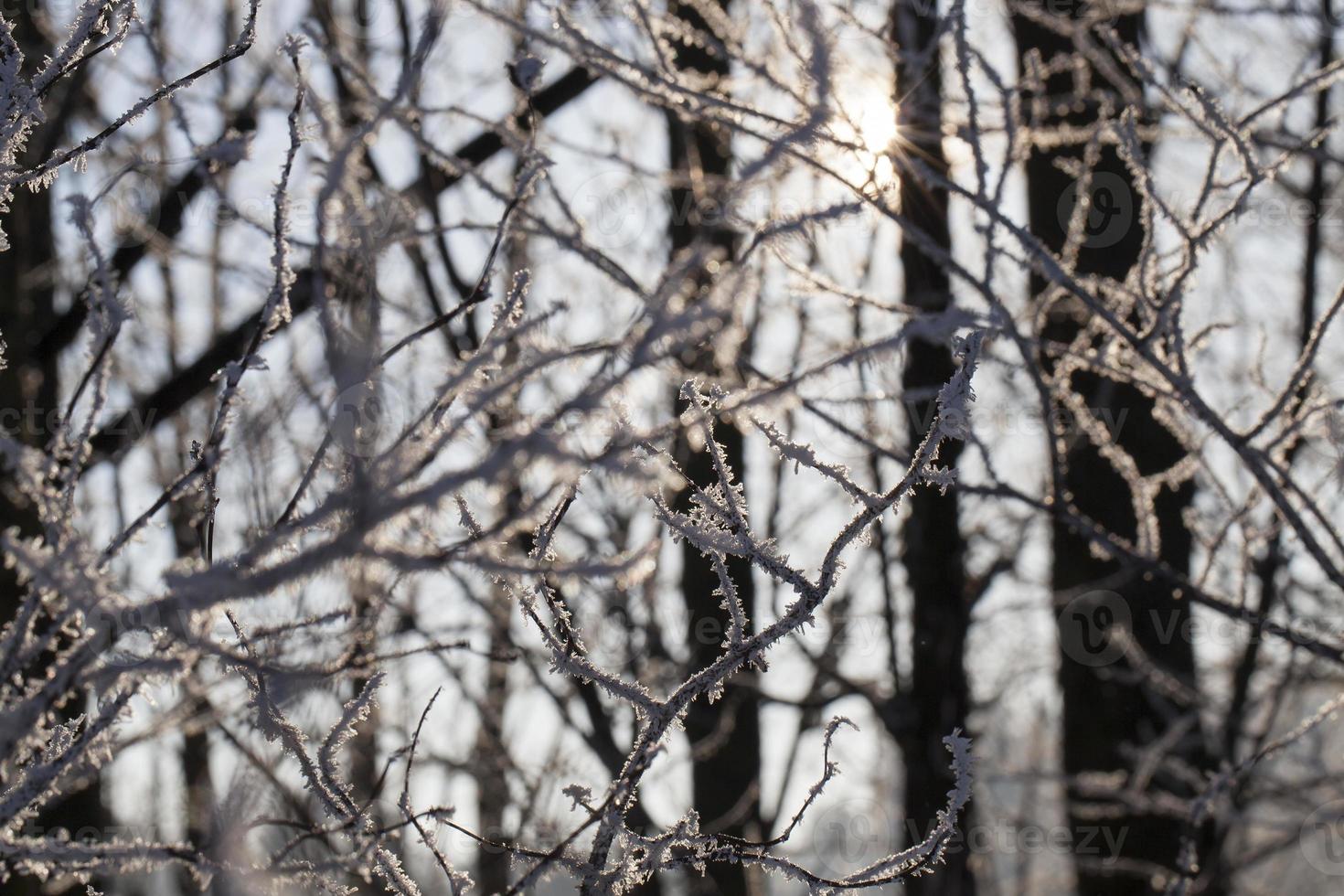 neve in inverno foto