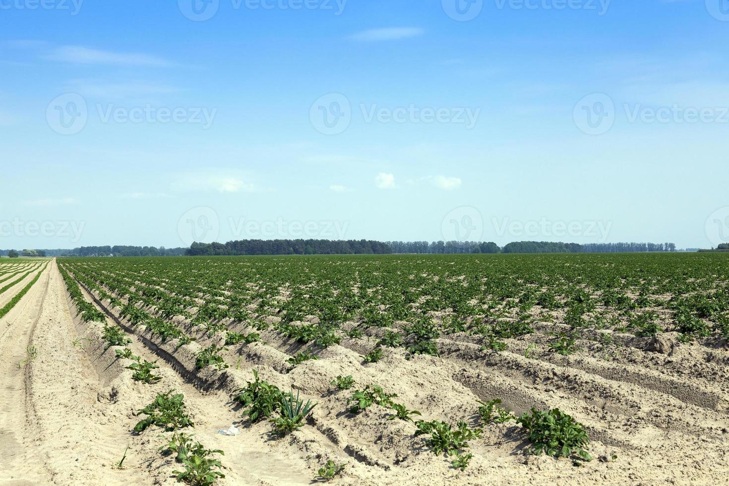 agricoltura, campo di patate foto