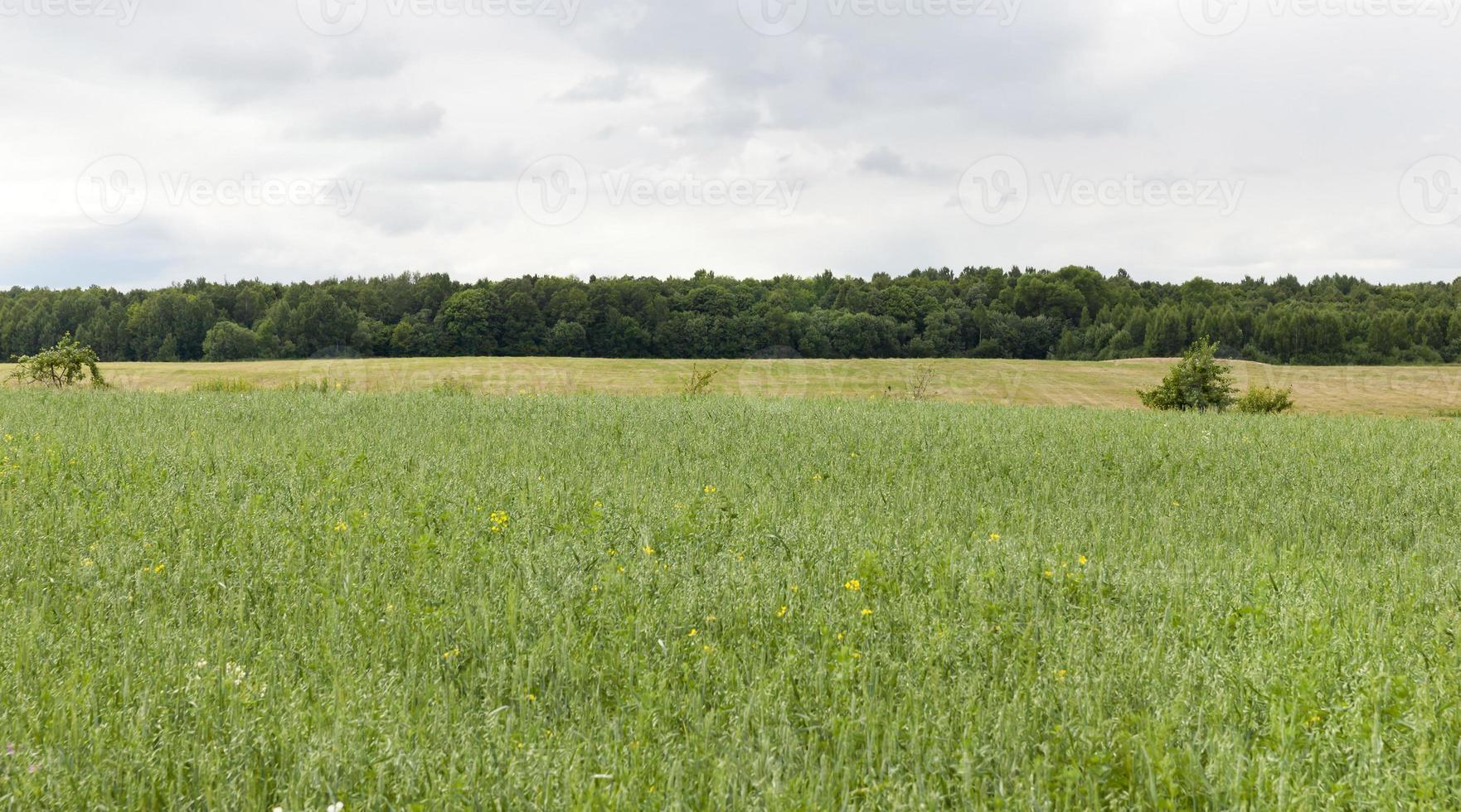 campo agricolo e forestale foto