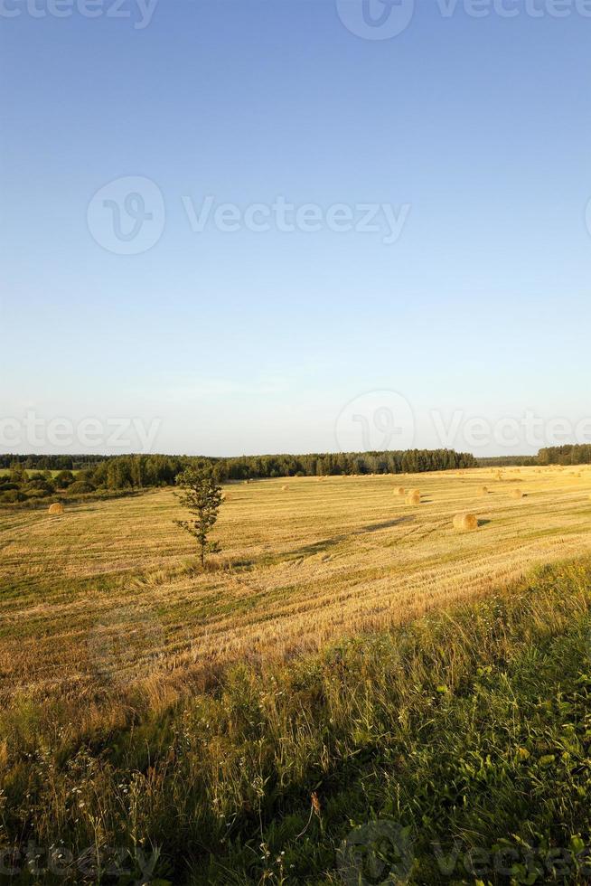 il campo dove crescono i cereali foto