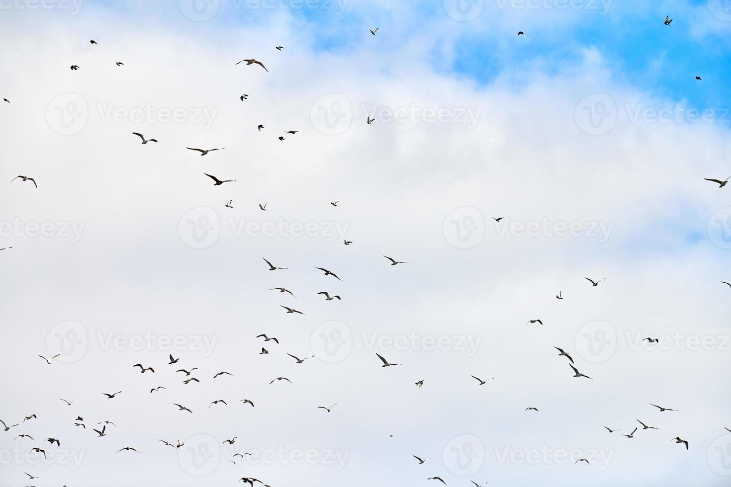 uccelli gabbiani che volano nel cielo blu con soffici nuvole bianche foto
