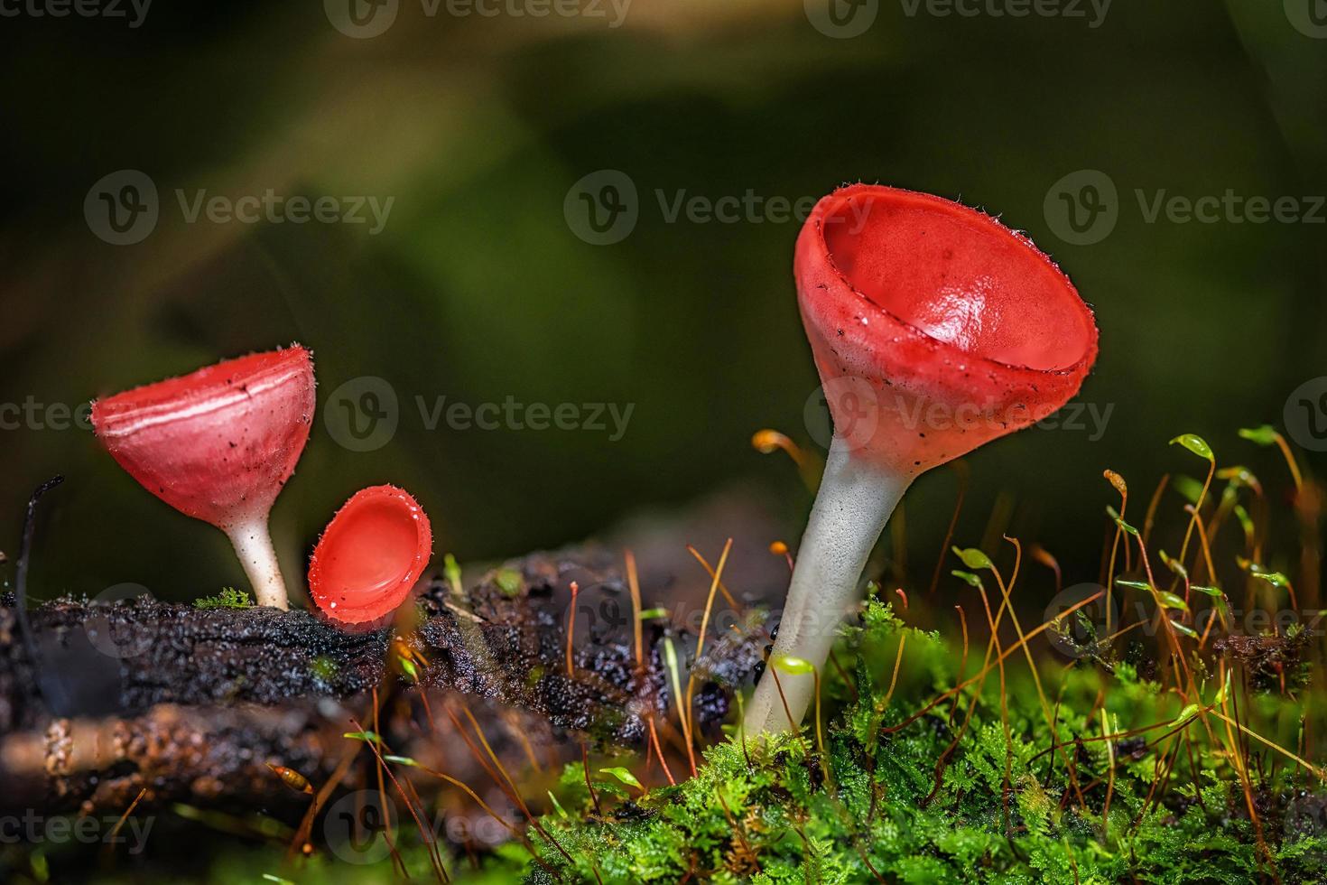 funghi funghi arancioni tazza. foto