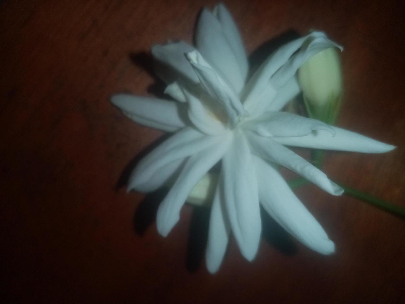 gelsomino arabo, fiore bianco, carta da parati, bel fiore, bellezza della natura foto