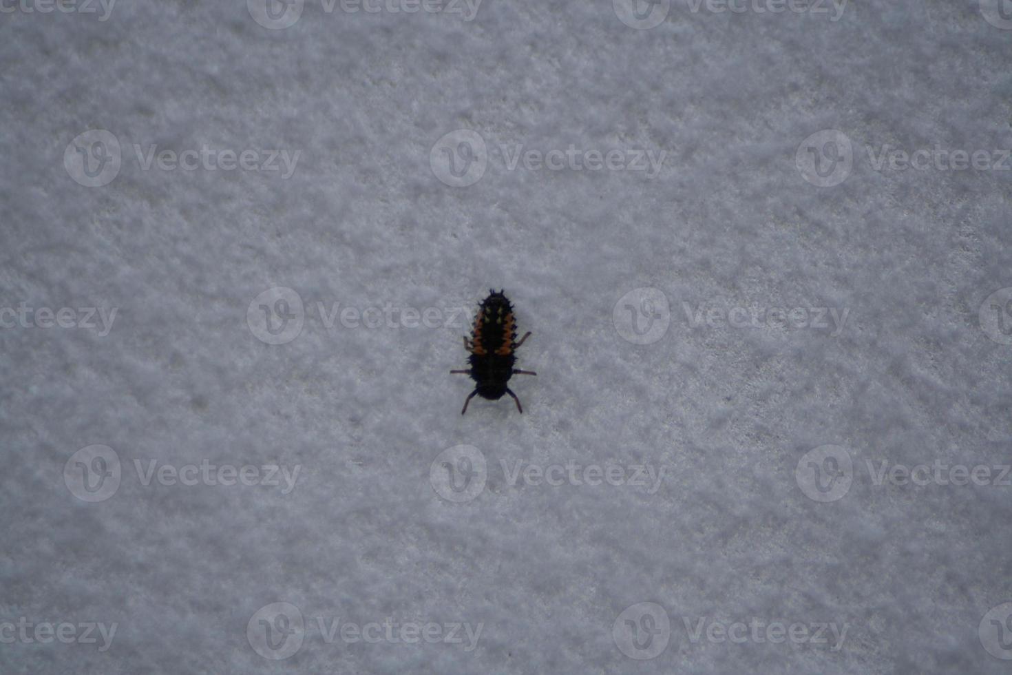 scarabeo su uno sfondo bianco foto