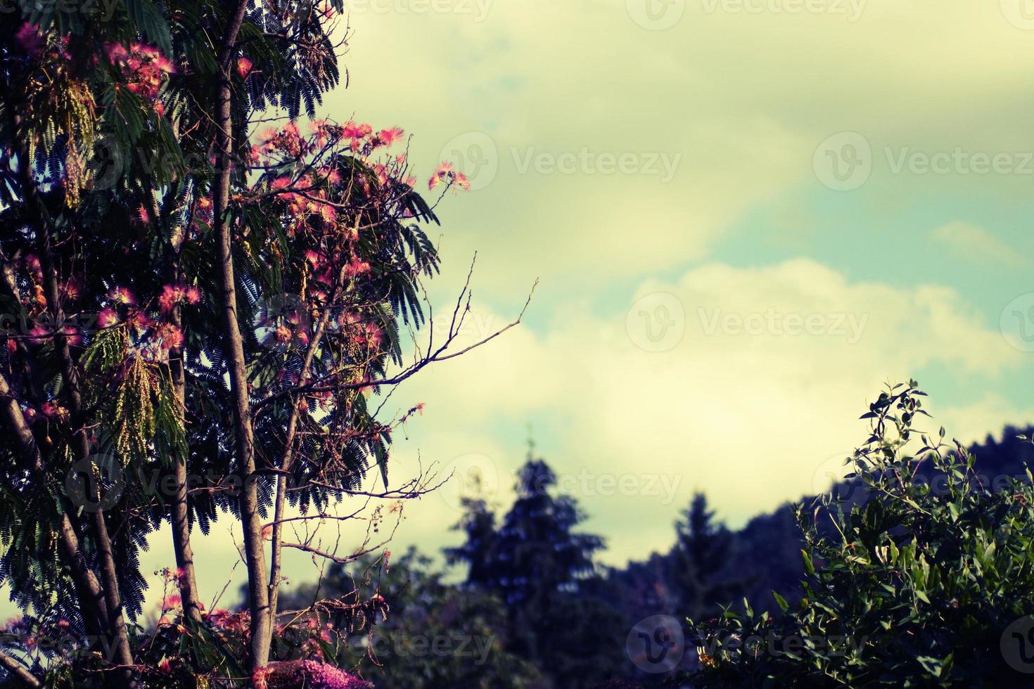 bellissimi alberi nel giardino delle fate di miskolc foto