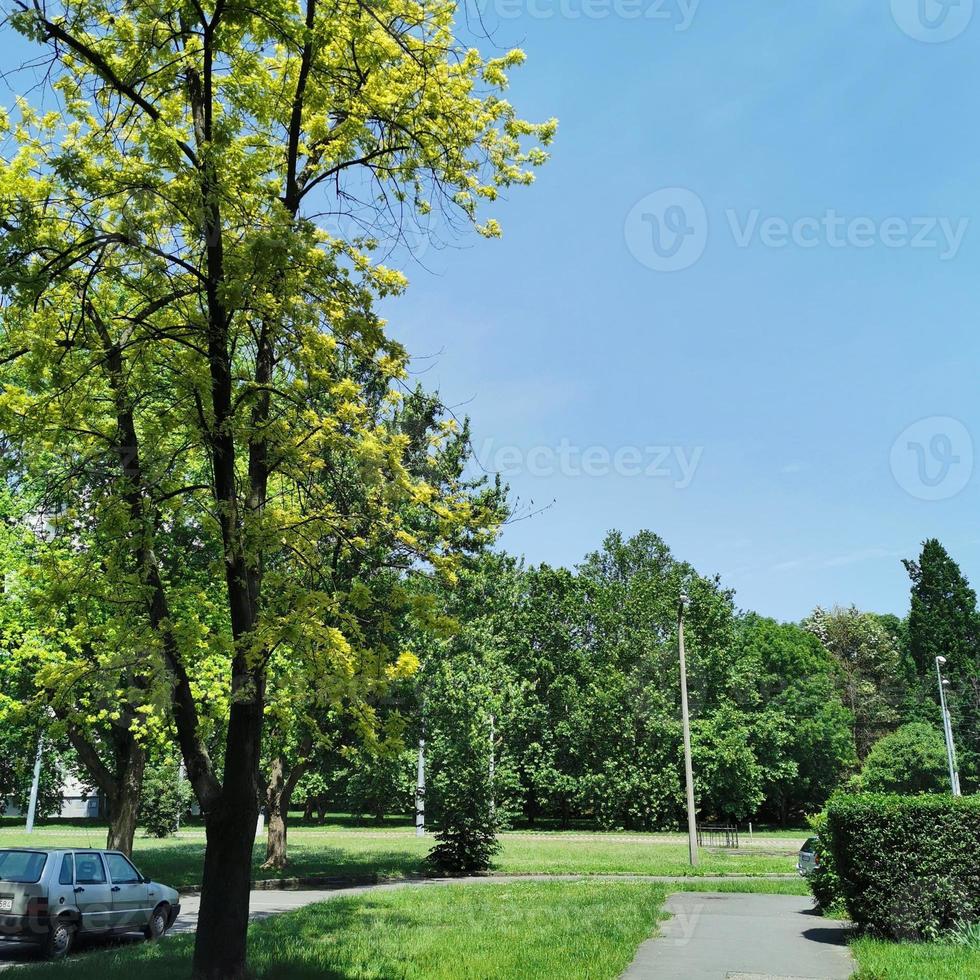 un grande albero in un parco foto