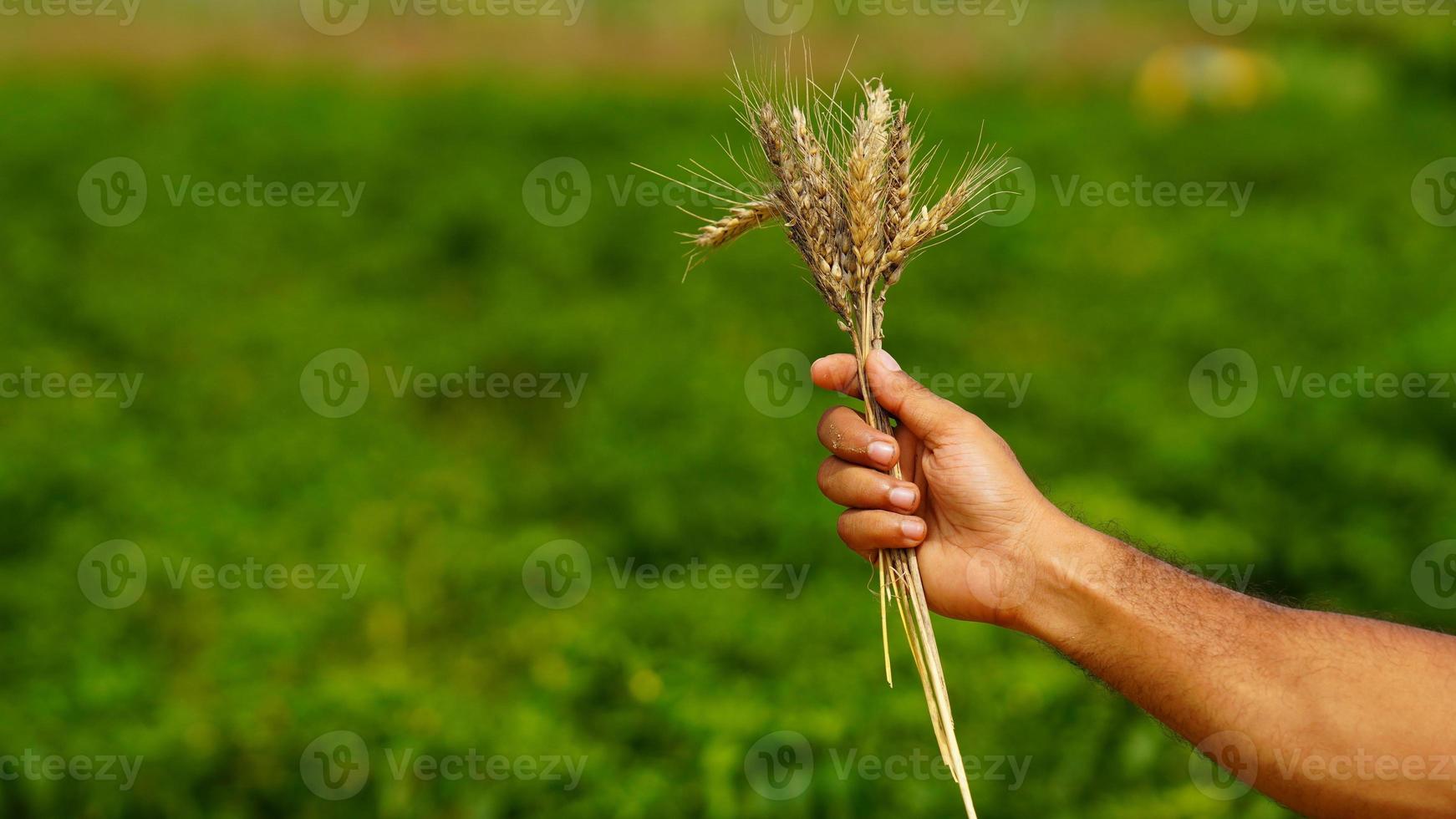 pianta di grano in mano al contadino foto