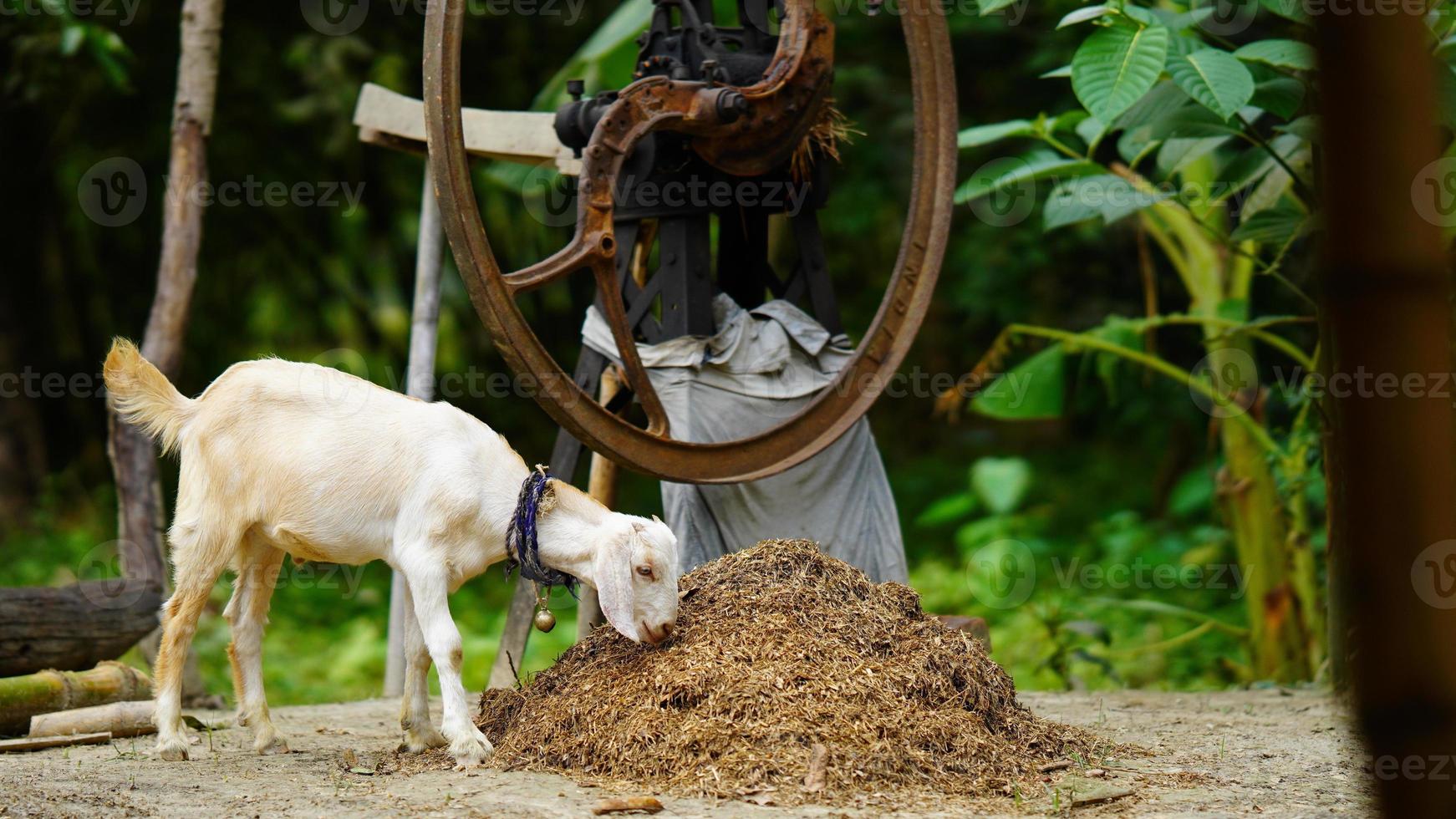 capra bianca che mangia qualcosa di immagine foto