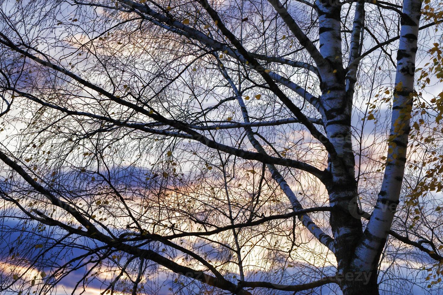 albero al tramonto foto