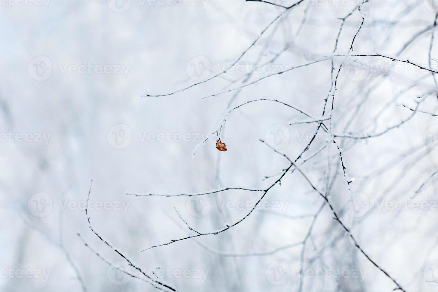 composizione del freddo invernale. foto