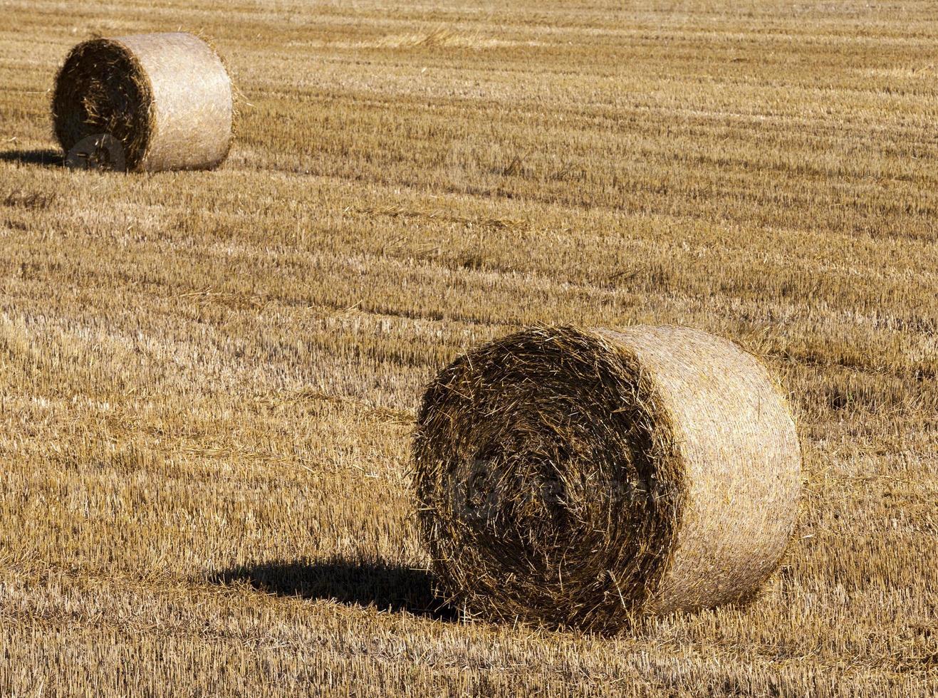 mucchio di paglia foto