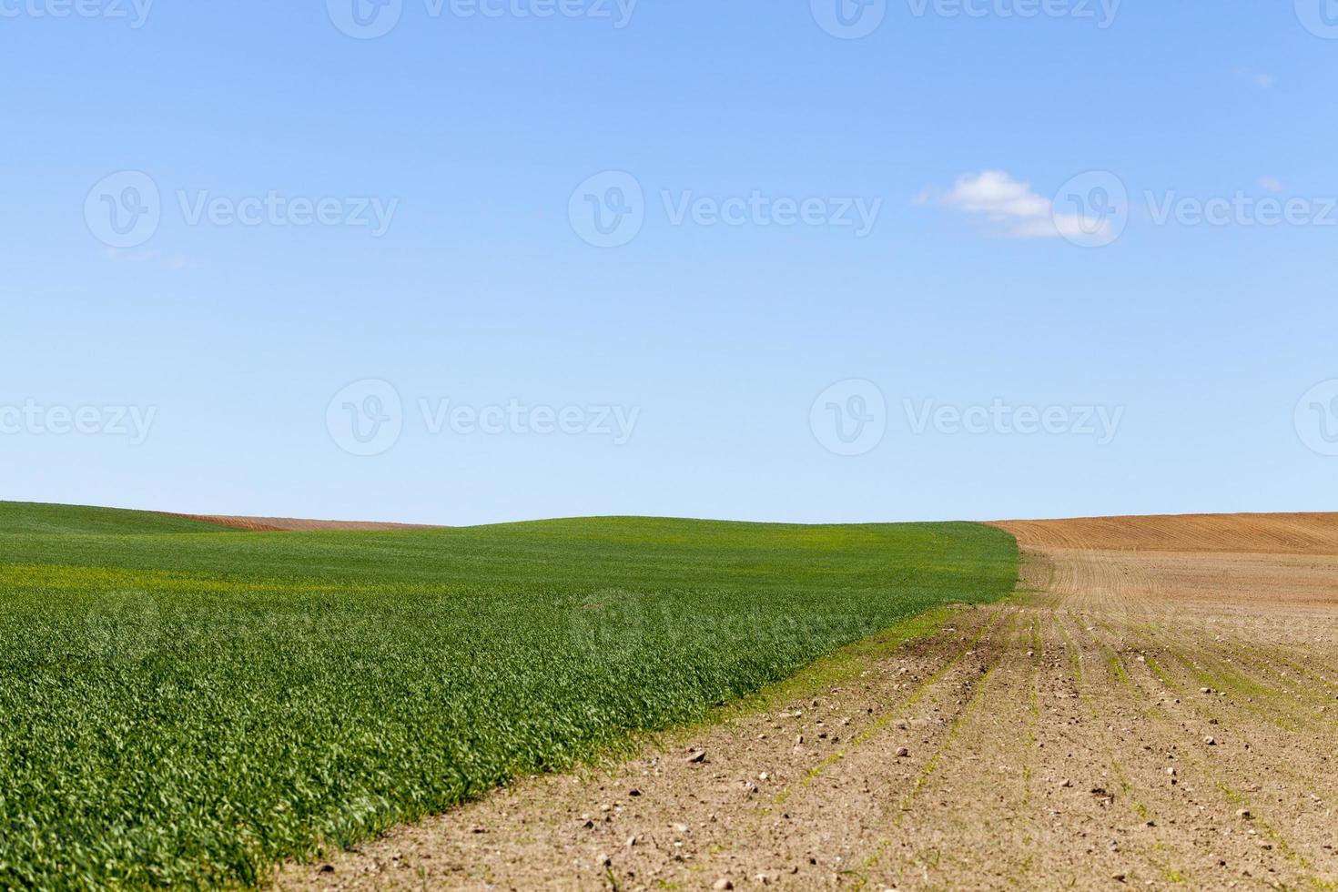 terreno erboso di campo foto