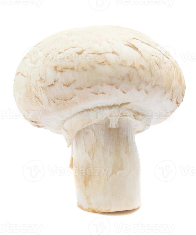funghi champignon freschi isolati su sfondo bianco. champignon biologico da vicino. vista laterale foto