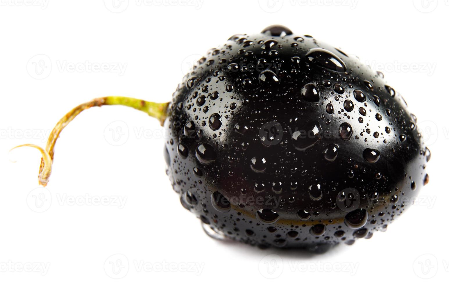 la bacca di uva nera con una coda è isolata su uno sfondo bianco. gocce d'acqua sull'uva. foto