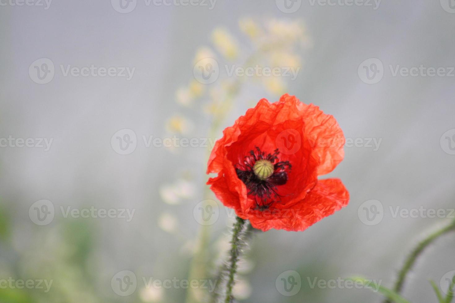 un primo piano di un fiore foto