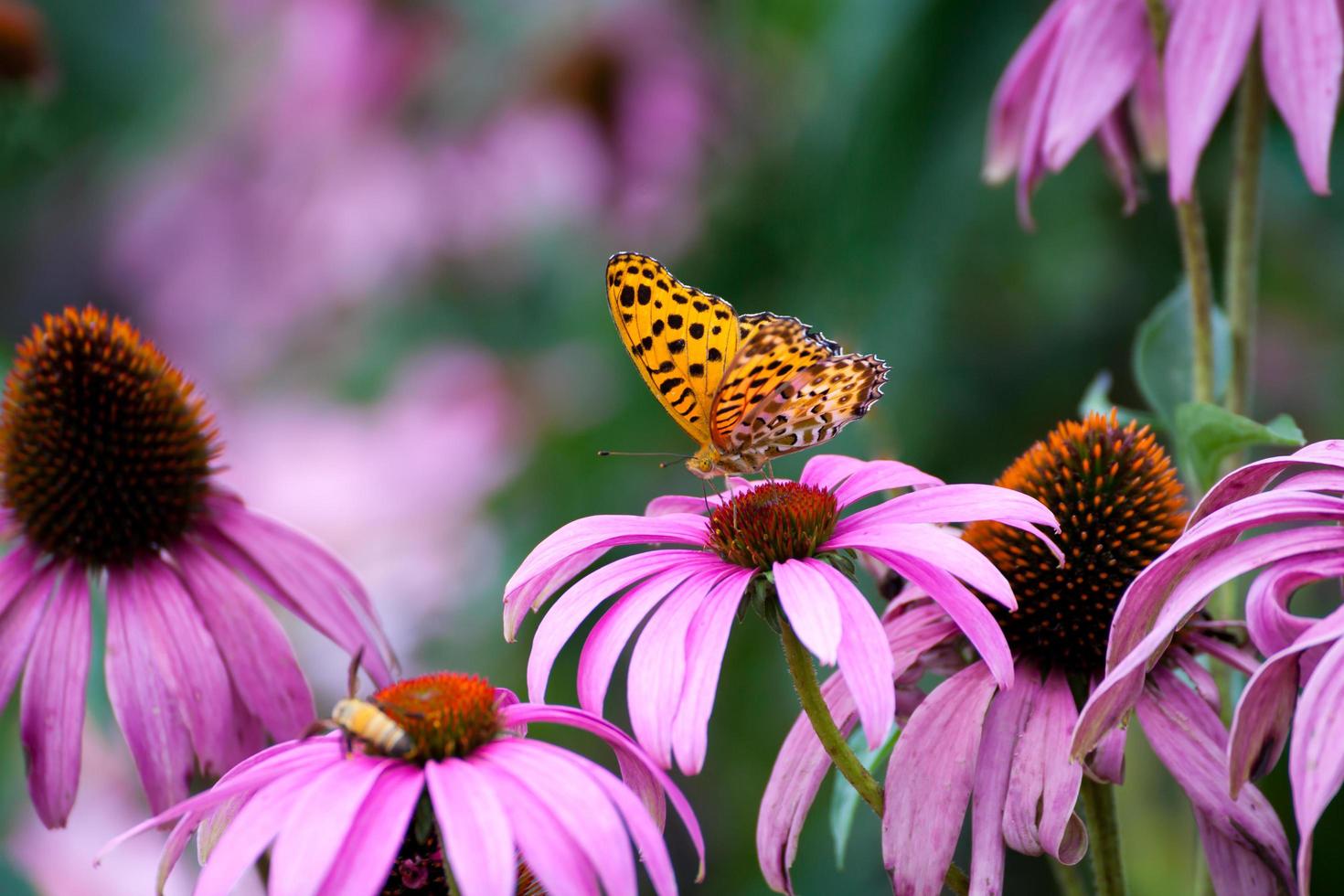 farfalla monarca su coneflowers foto