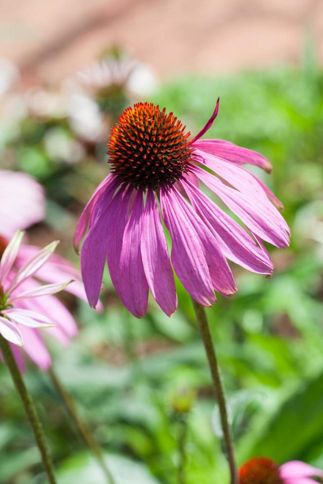 echinacea di echinacea viola foto