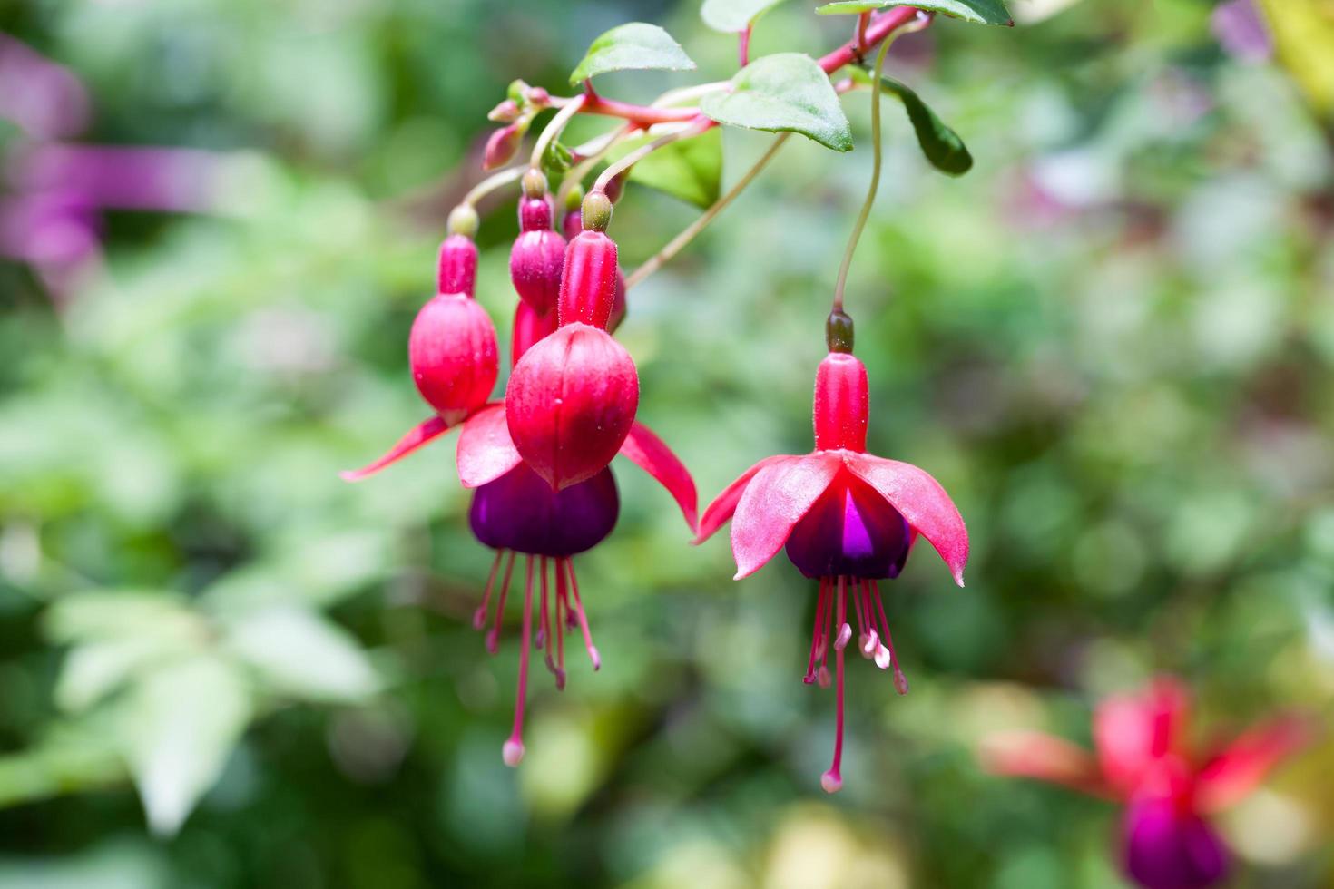 fucsia rosa e viola foto