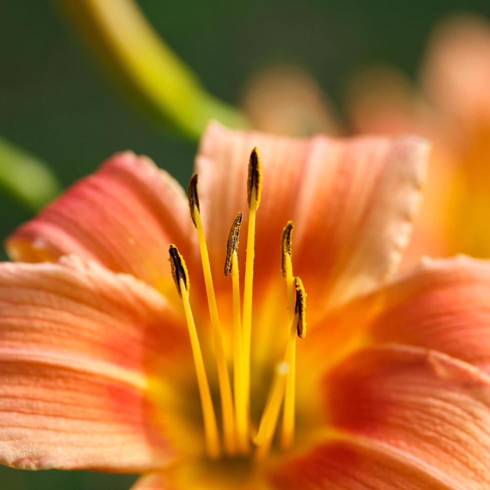primo piano fiore di giglio giallo-arancione foto