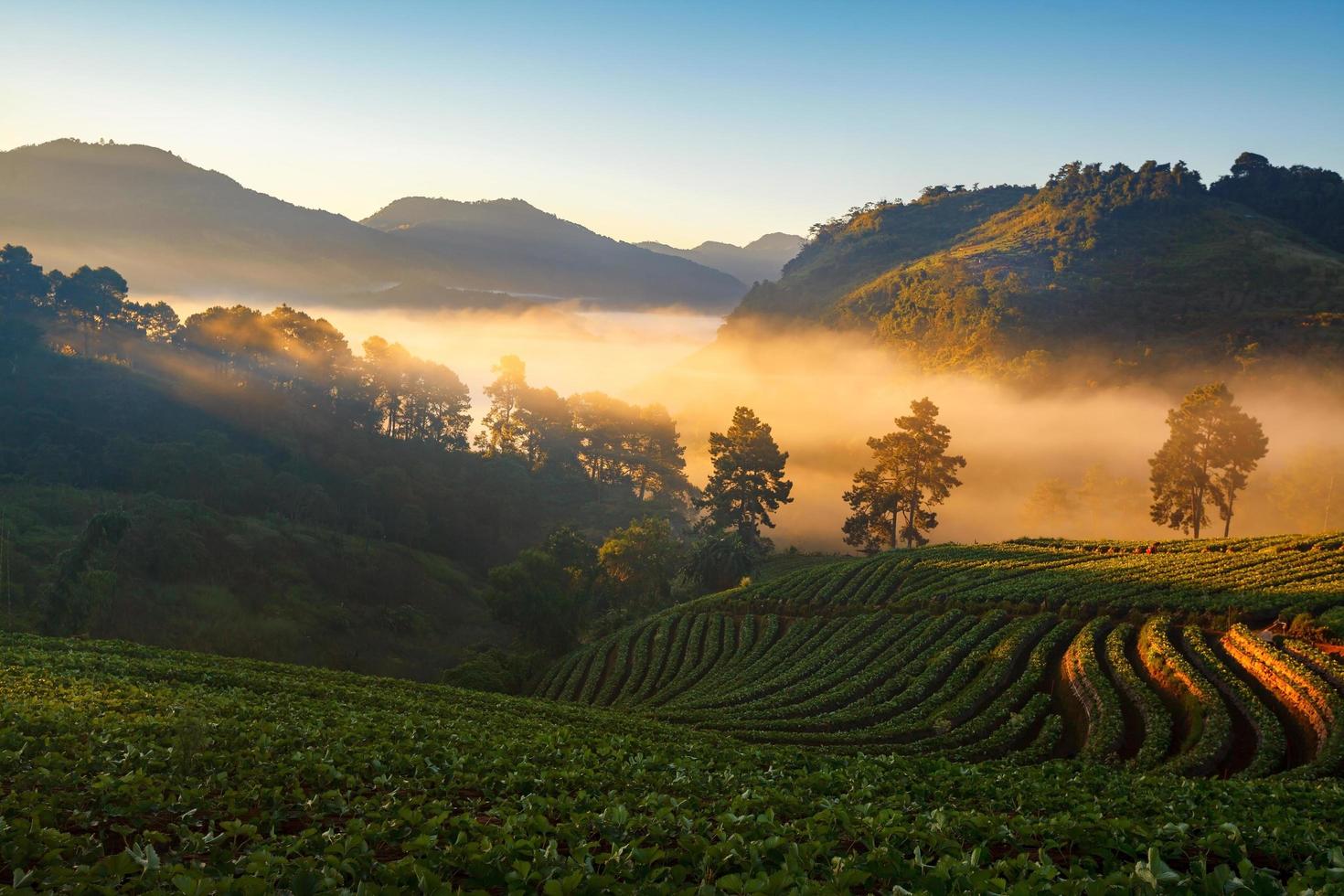 alba nebbiosa mattina nel giardino di fragole in montagna doi angkhang, chiangmai foto