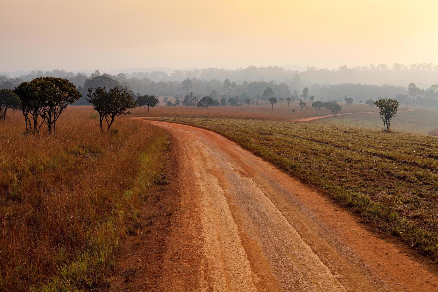 Strada sterrata che conduce attraverso la foresta di inizio primavera in una mattinata nebbiosa al parco nazionale di thung salang luang phetchabun, Tailandia foto