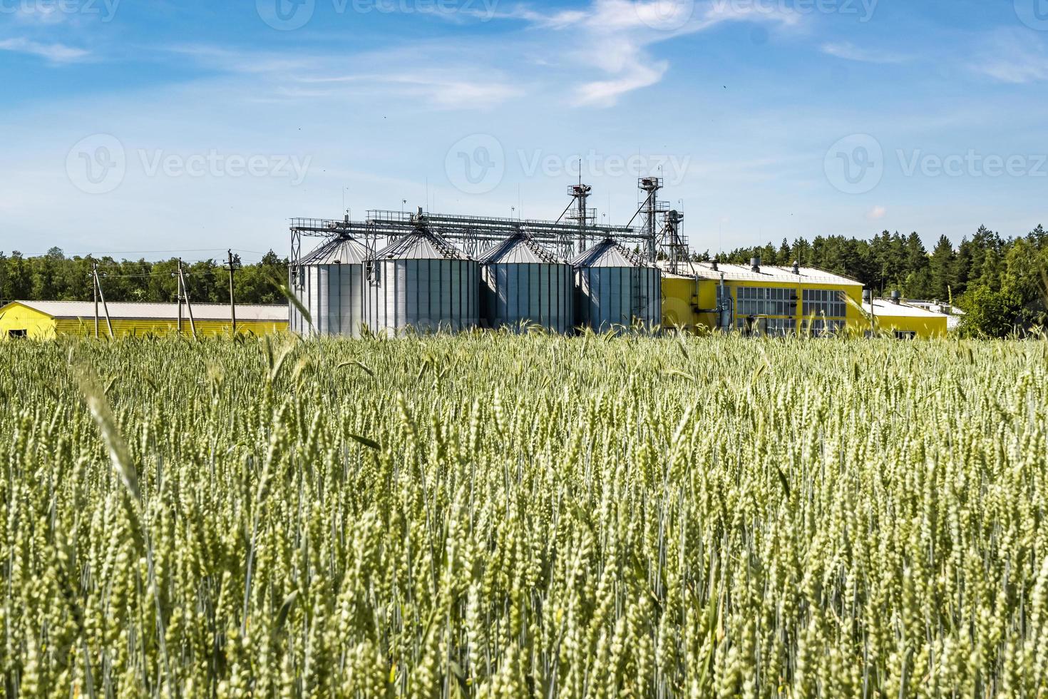 silos d'argento su impianti di agro-lavorazione e produzione per la lavorazione di essiccamento, pulitura e stoccaggio di prodotti agricoli, farine, cereali e granaglie. ascensore del granaio. foto