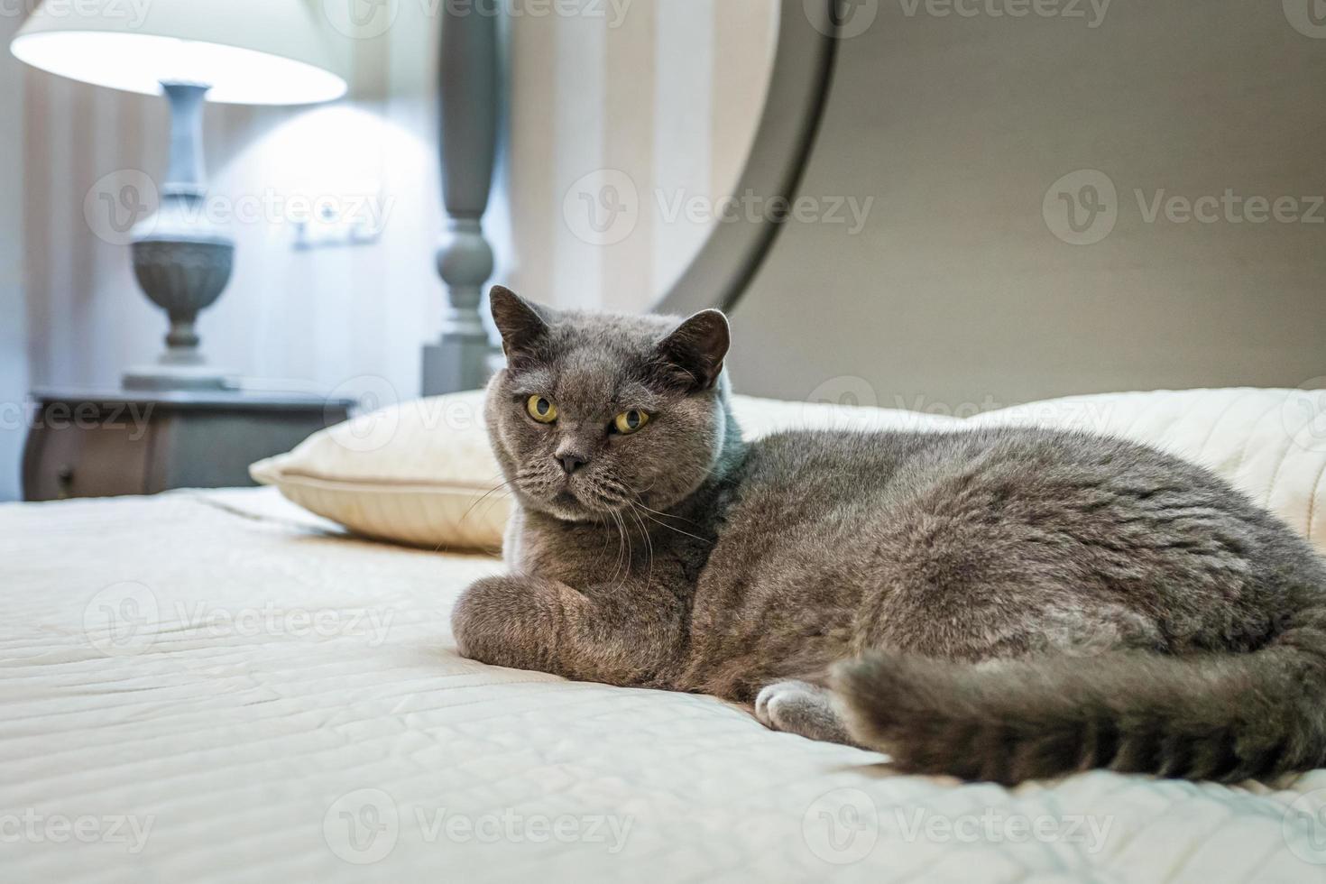 gattino blu di razza british shorthair sul letto in interni costosi foto