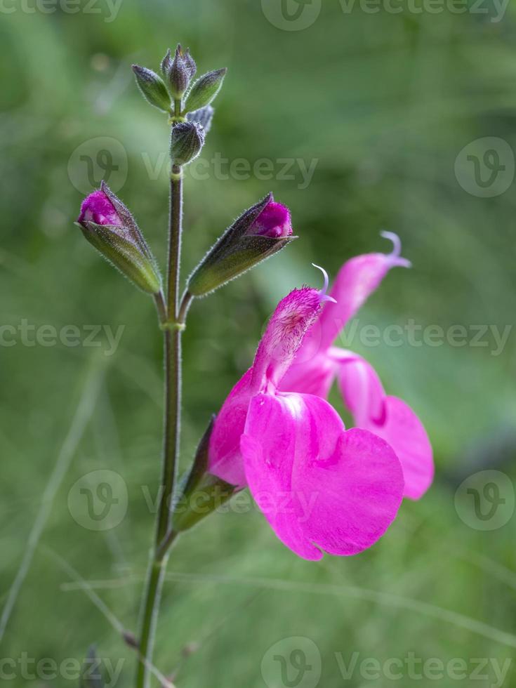 primo piano di un minuscolo fiore rosa di salvia orchid glow foto