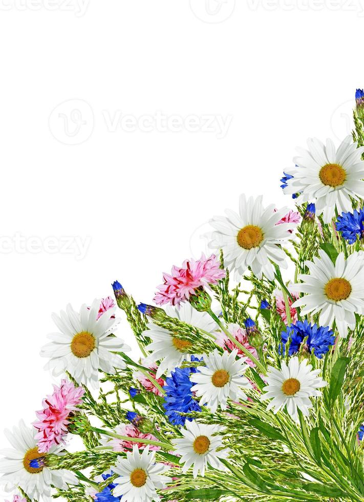 fiori fiordalisi isolati su sfondo bianco foto