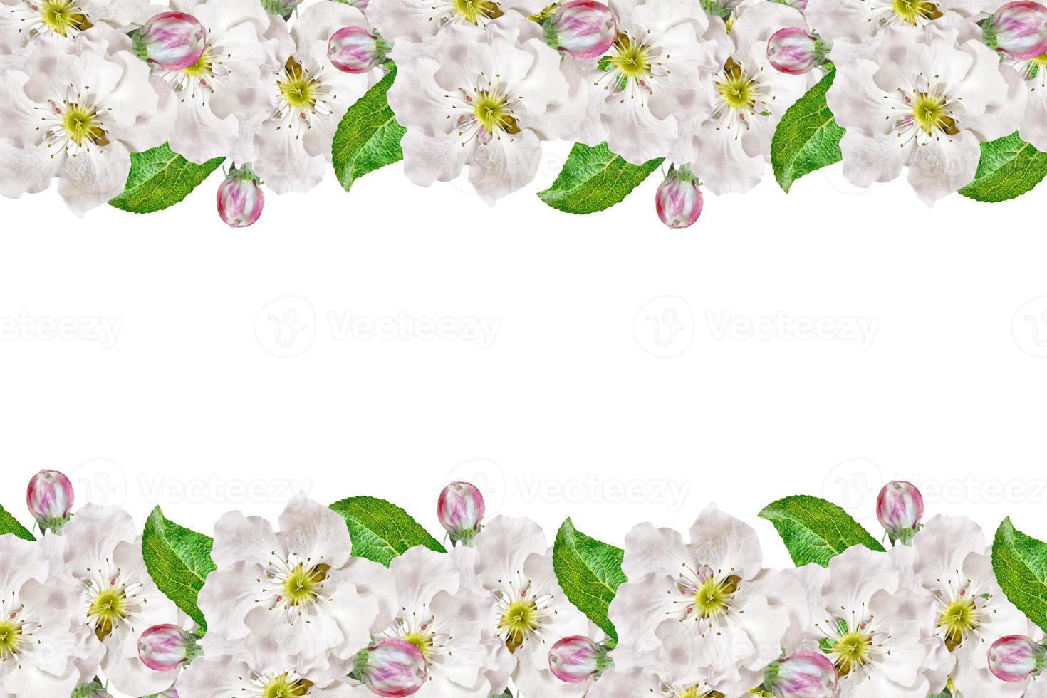 ramo fiorito di mela isolato su uno sfondo bianco. molla foto