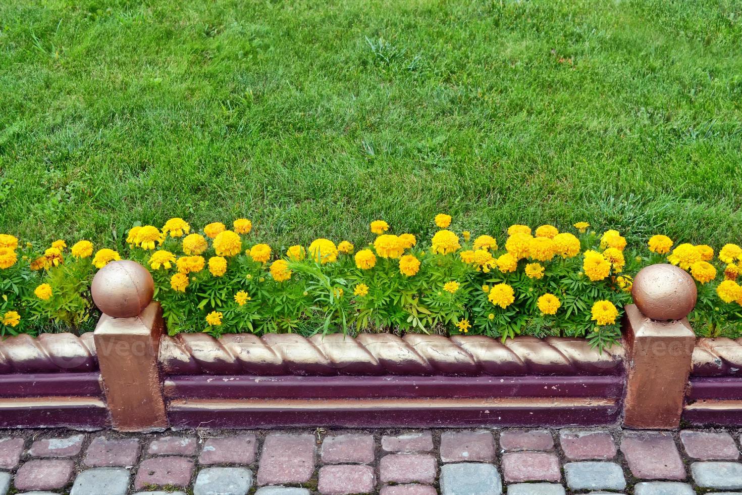 fiori colorati e luminosi calendula sullo sfondo del paesaggio estivo. foto