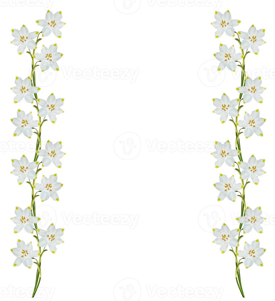 fiori di primavera bucaneve isolati su sfondo bianco. foto