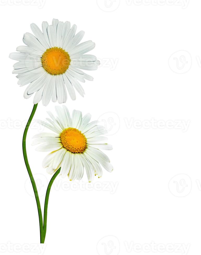 margherite fiore bianco estivo isolato su sfondo bianco foto