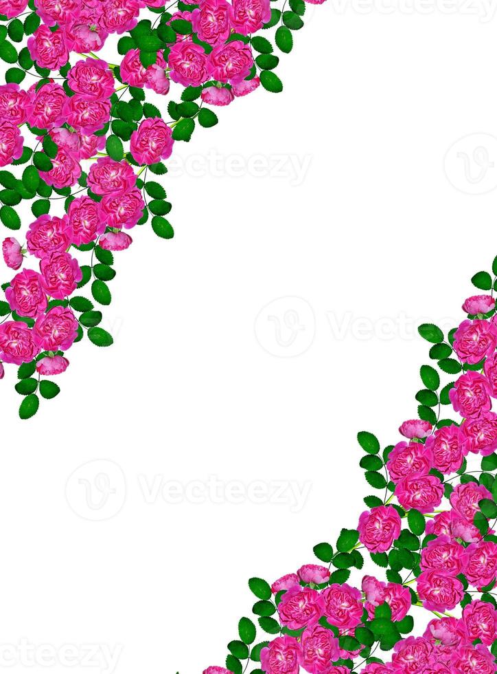 fiori di rosa canina su sfondo bianco. carta di soggiorno foto