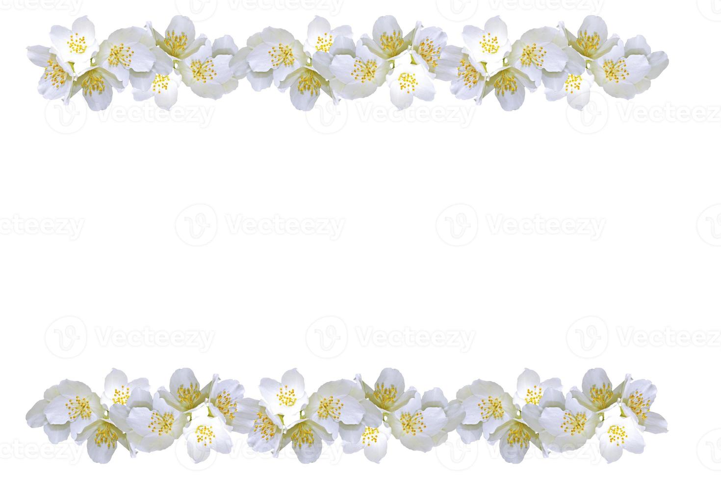 ramo di fiori di gelsomino isolati su sfondo bianco. foto