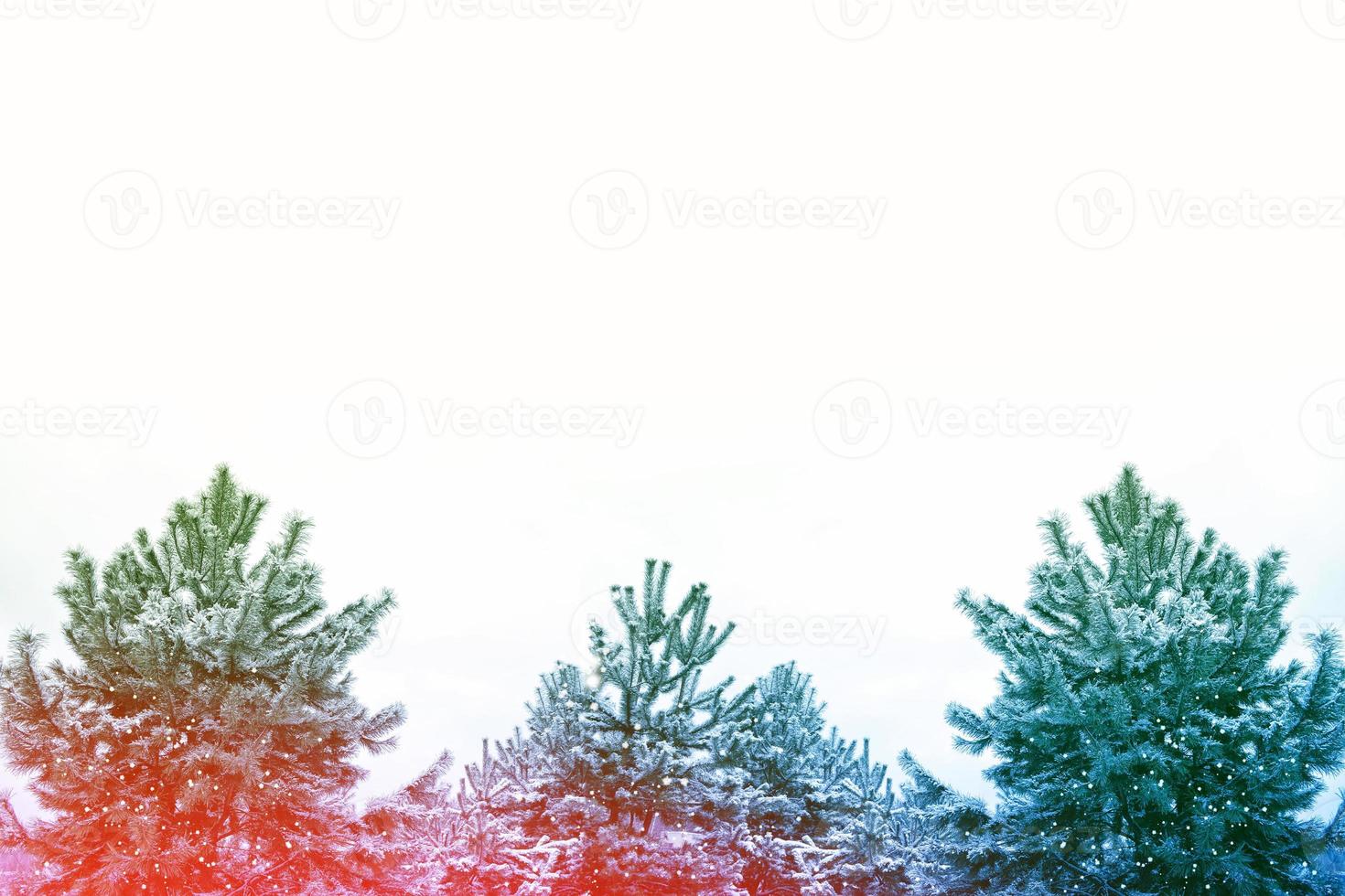 foresta invernale ghiacciata con alberi innevati. foto