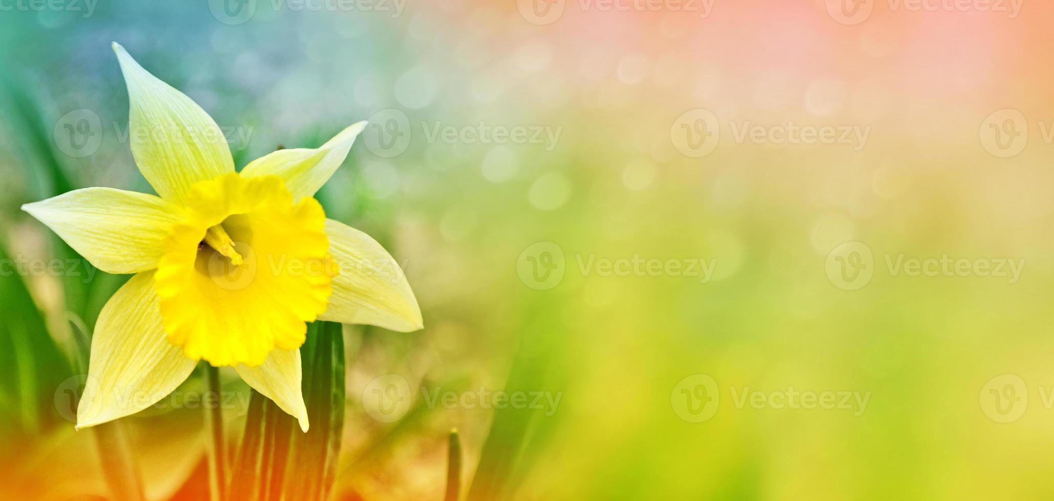 narcisi di fiori primaverili luminosi e colorati. paesaggio foto