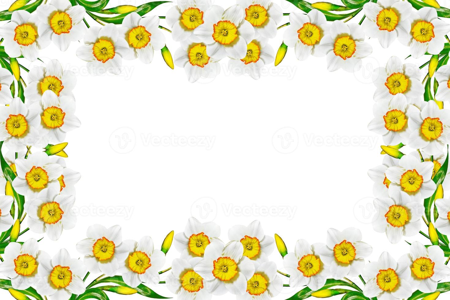 fiori di primavera narciso isolato su sfondo bianco foto