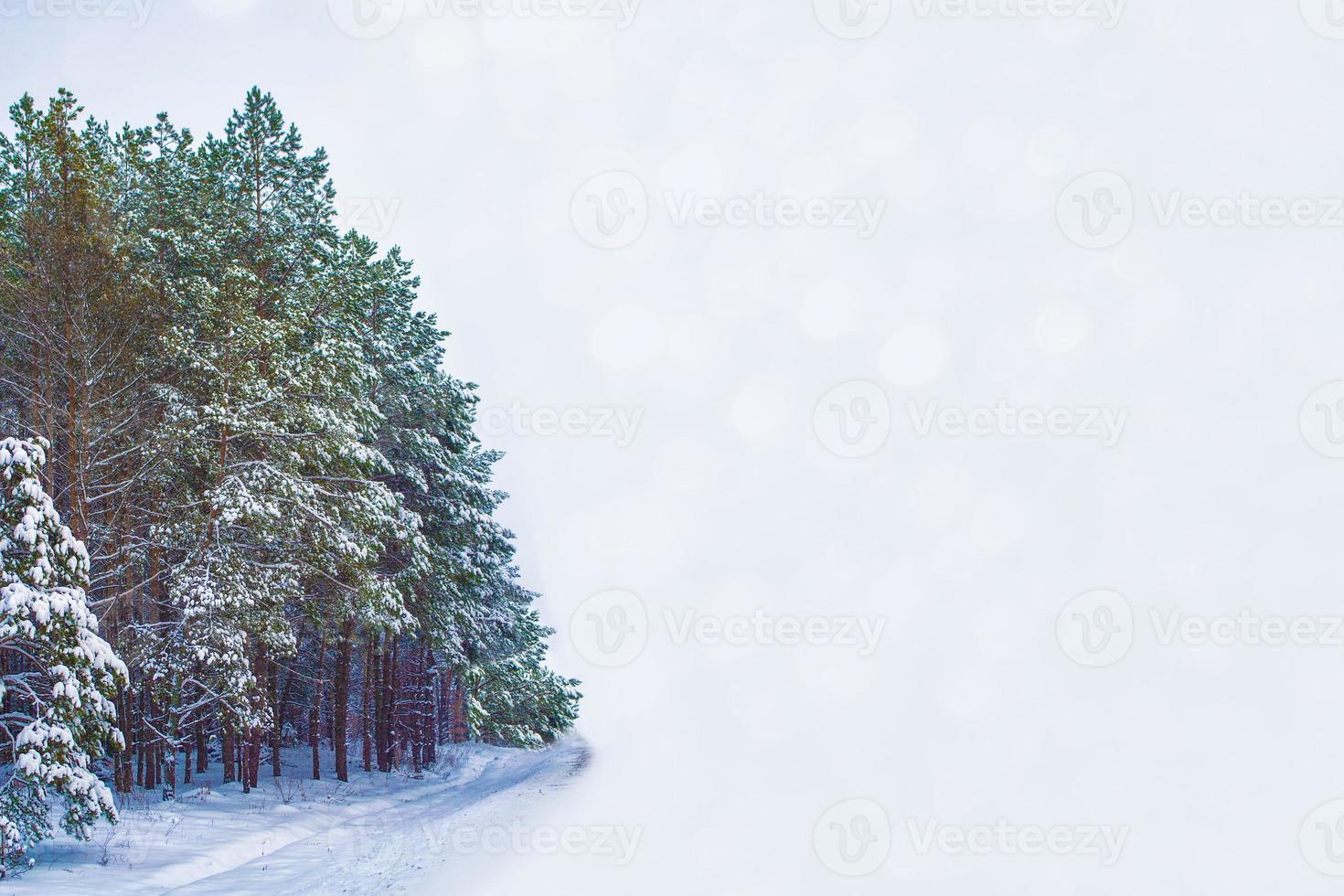 foresta invernale ghiacciata con alberi innevati. foto